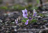 Viola prionantha