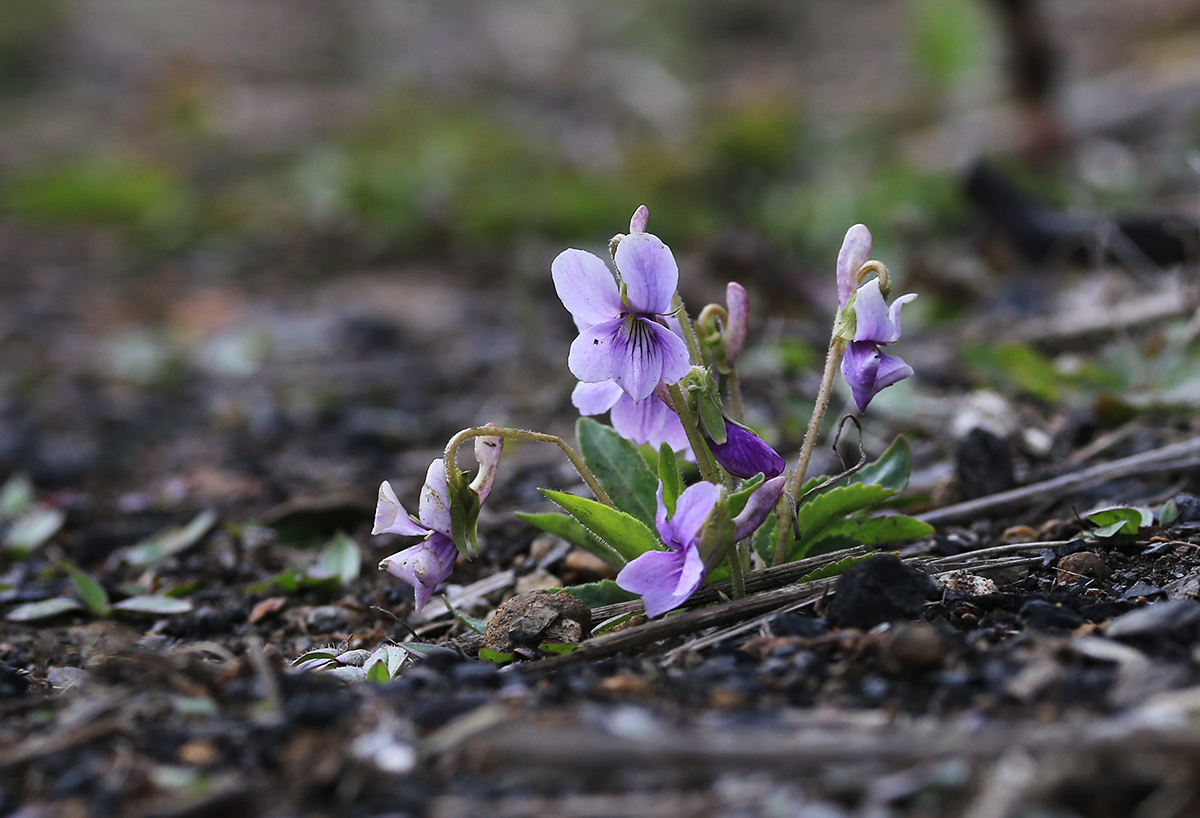 Изображение особи Viola prionantha.