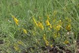 Genista taurica