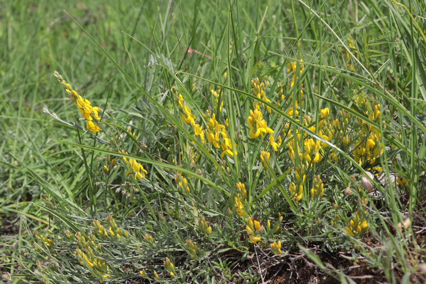 Image of Genista taurica specimen.