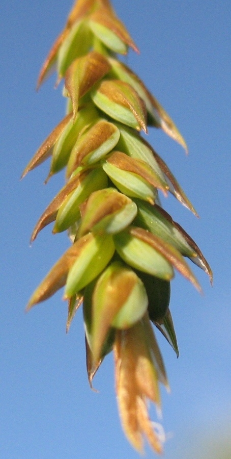 Image of Carex limosa specimen.