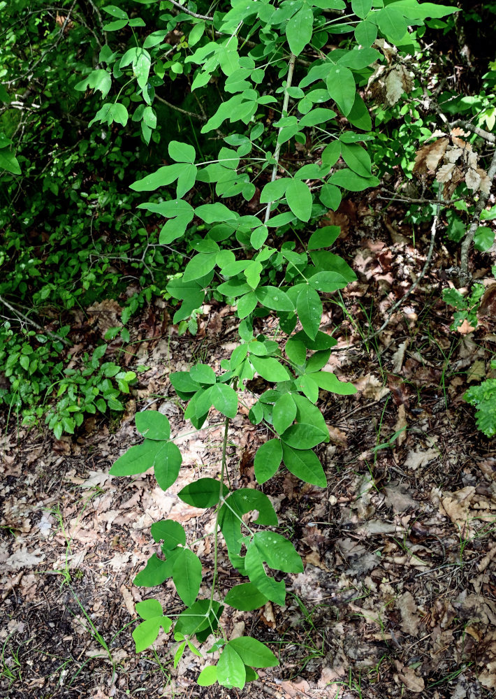 Изображение особи Laburnum anagyroides.