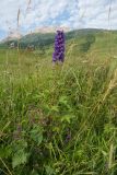 род Delphinium