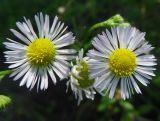 genus Erigeron