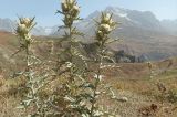View full-size image Cirsium turkestanicum