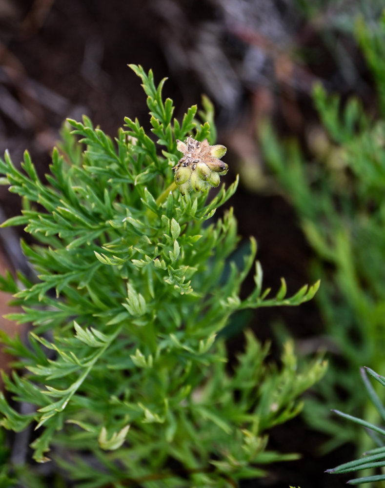 Image of genus Adonis specimen.