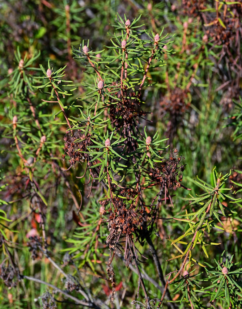 Image of Ledum palustre specimen.