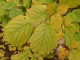 Corylus mandshurica