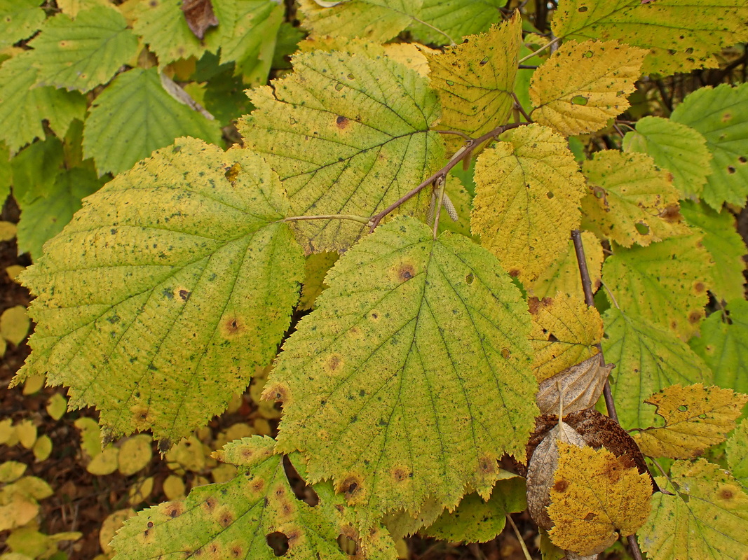 Image of Corylus mandshurica specimen.