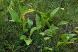 Hosta rectifolia