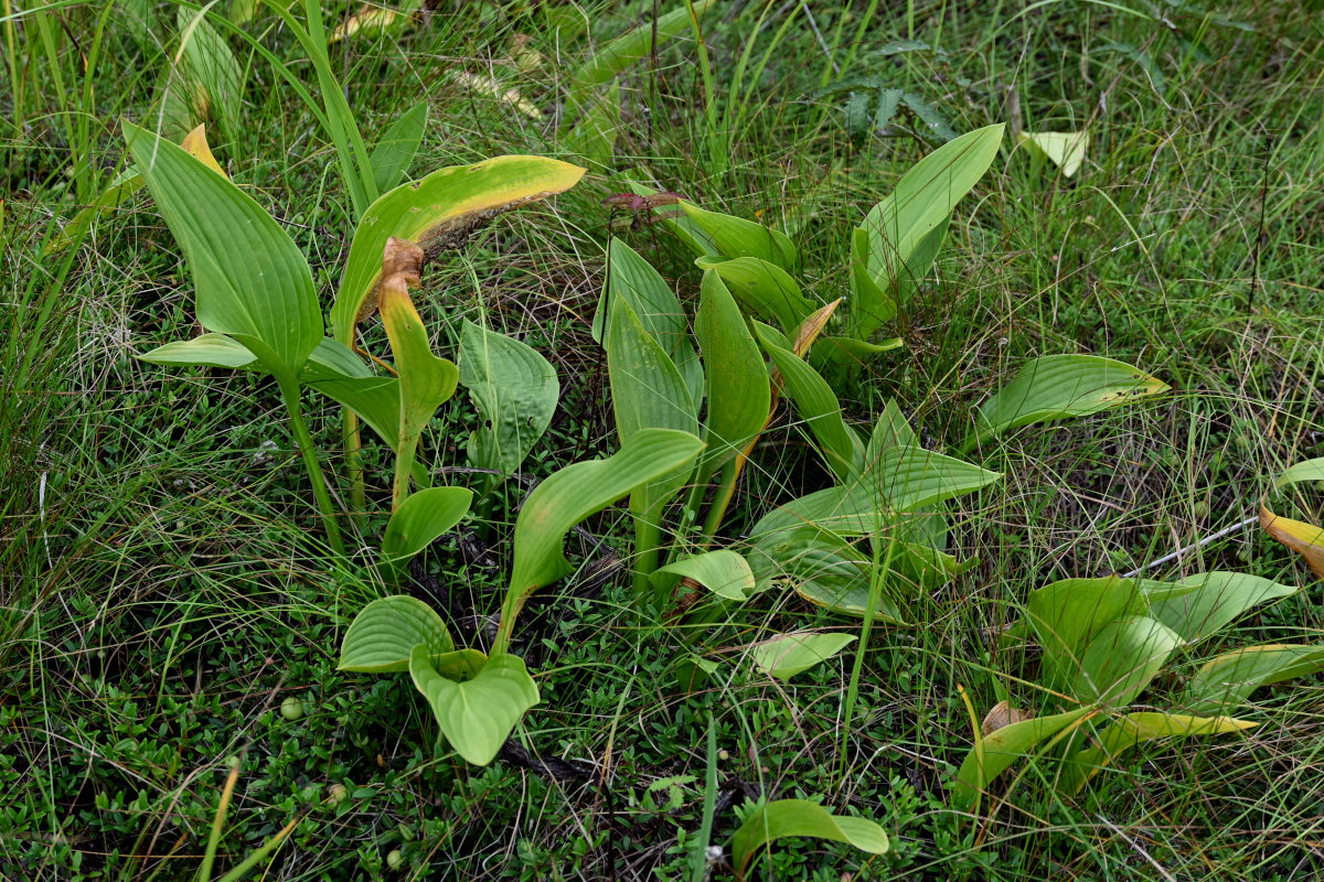 Image of Hosta rectifolia specimen.