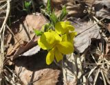 Viola uniflora. Цветки и разворачивающиеся листья. Бурятия, Кабанский р-н, тополёво-берёзовый лес на склоне сопки у северного подножья хребта Хамар-Дабан. 22.05.2023.