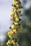 Verbascum marschallianum