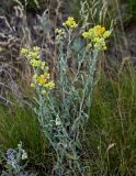 Helichrysum arenarium. Цветущее растение в сообществе с Poaceae. Оренбургская обл., Гайский гор. округ, Губерлинские горы, луговой склон. 03.07.2023.