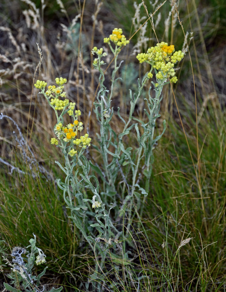 Изображение особи Helichrysum arenarium.