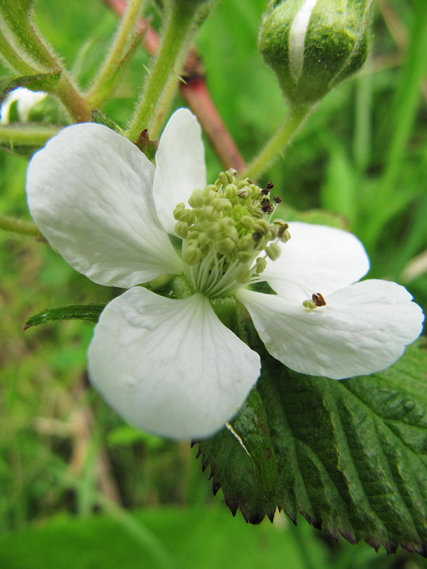 Image of Rubus allegheniensis specimen.