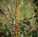 Rosa cinnamomea