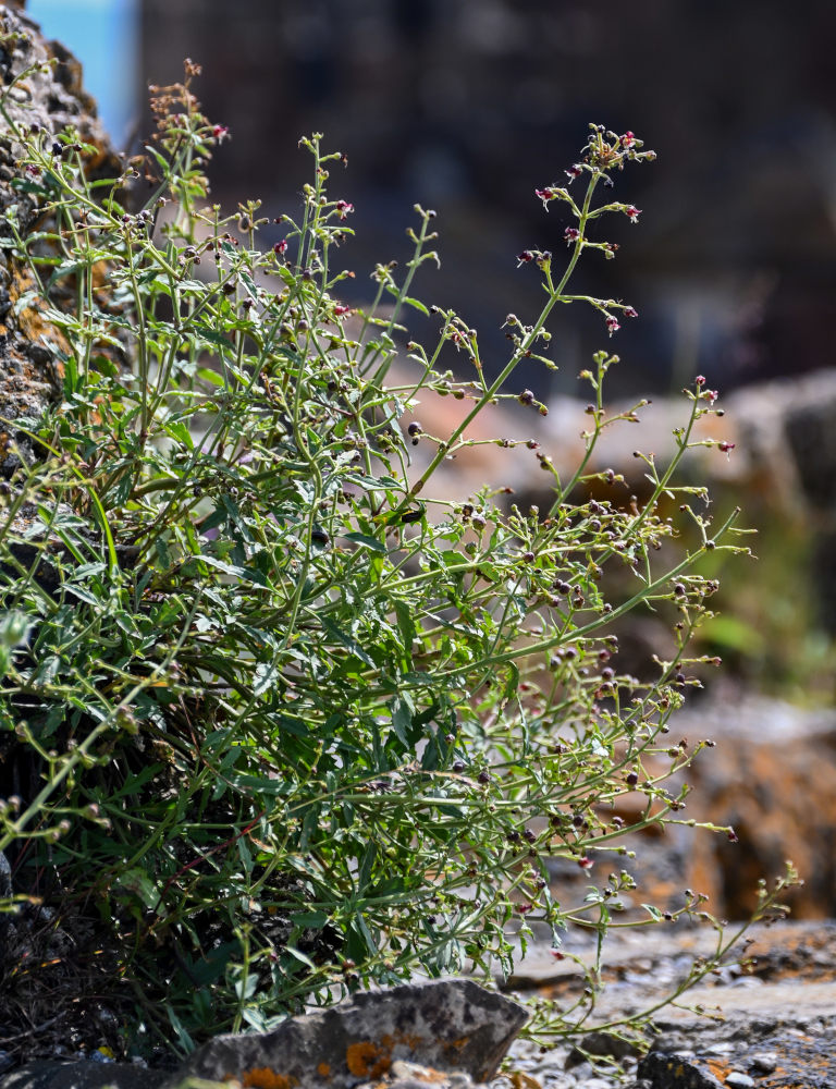 Image of Scrophularia variegata specimen.