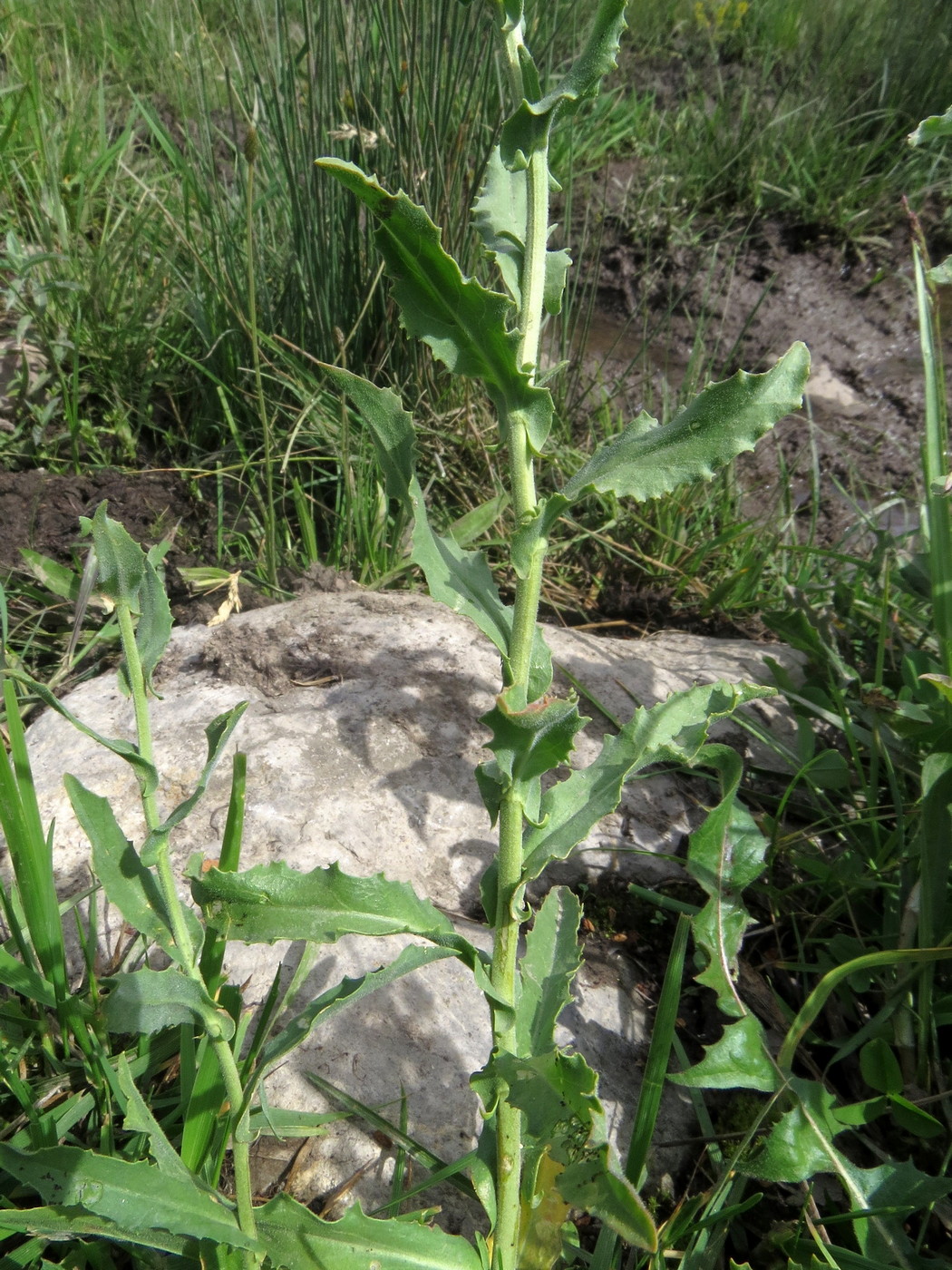 Image of Cardaria pubescens specimen.