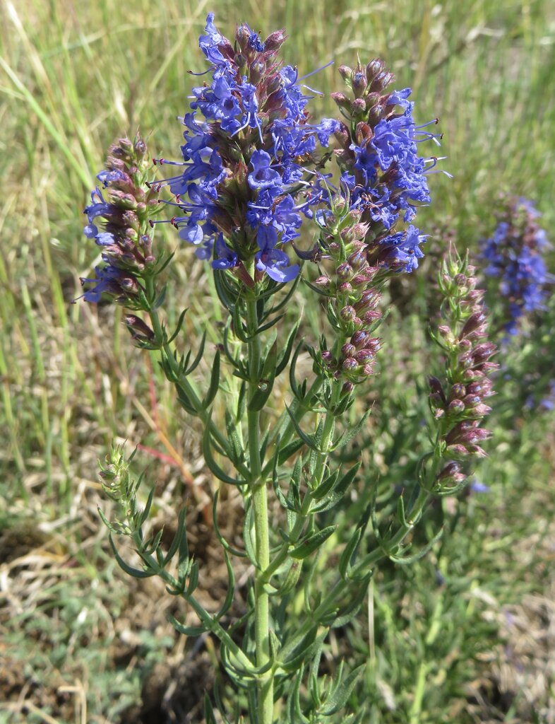 Изображение особи Hyssopus officinalis ssp. aristatus.