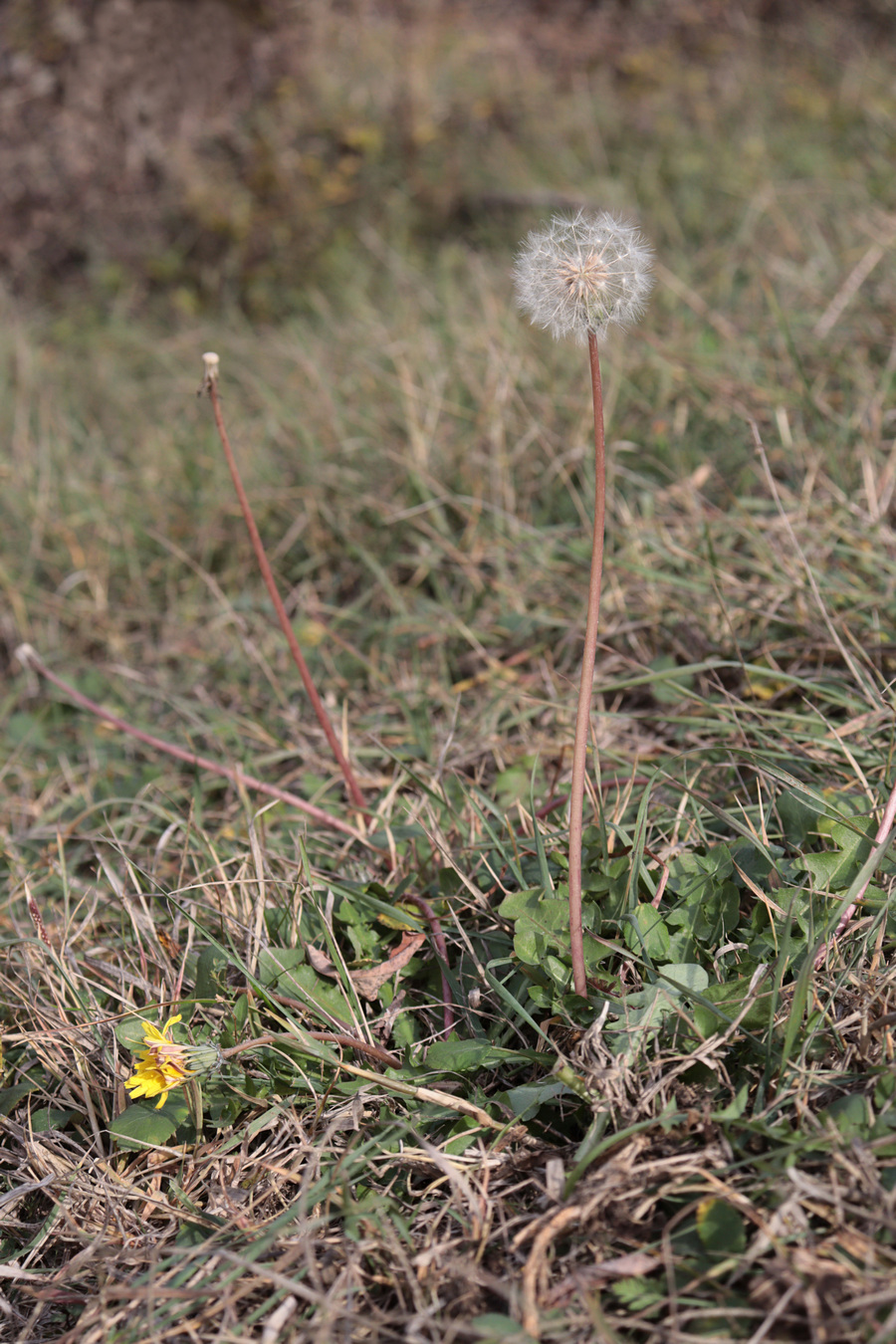 Изображение особи Taraxacum pobedimovae.