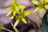 Gagea terraccianoana. Цветок с фуражирующей пчелой. Приморский край, Уссурийский ГО, окр. с. Монакино, широколиственный лес, разрушающиеся скальные породы. 21.04.2024.