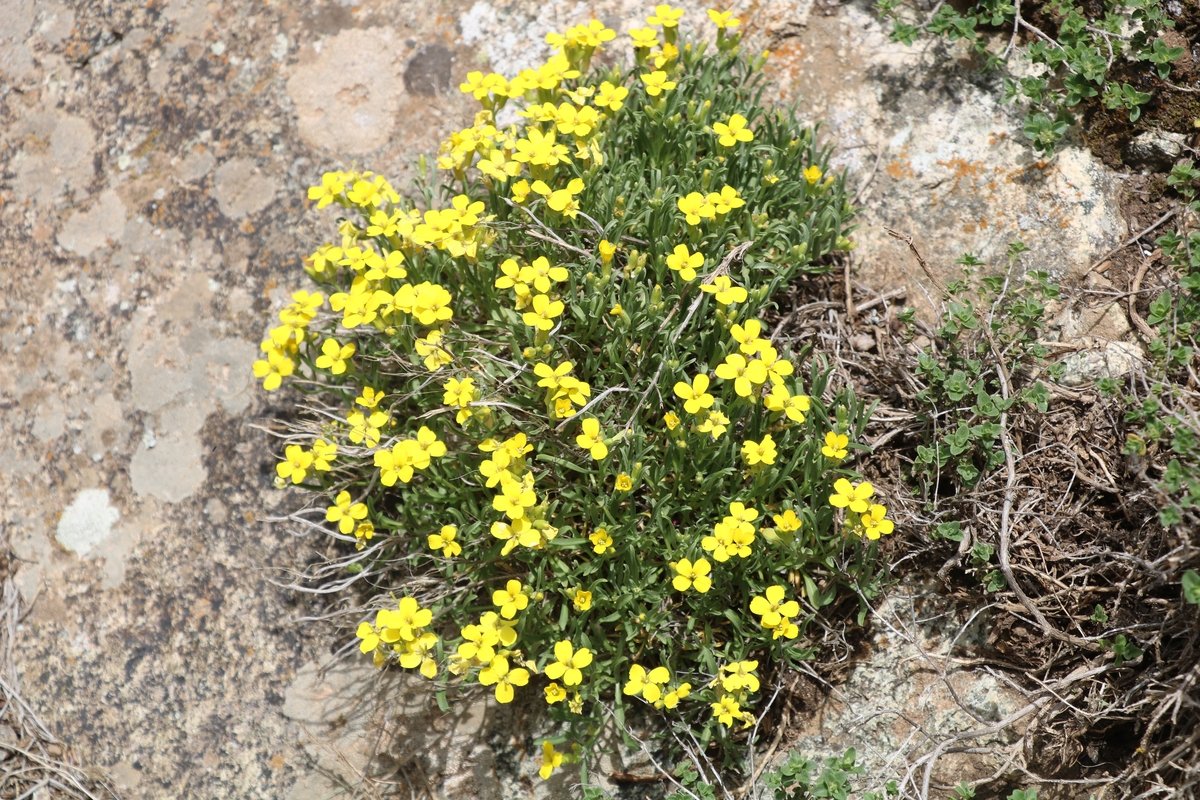 Image of genus Erysimum specimen.