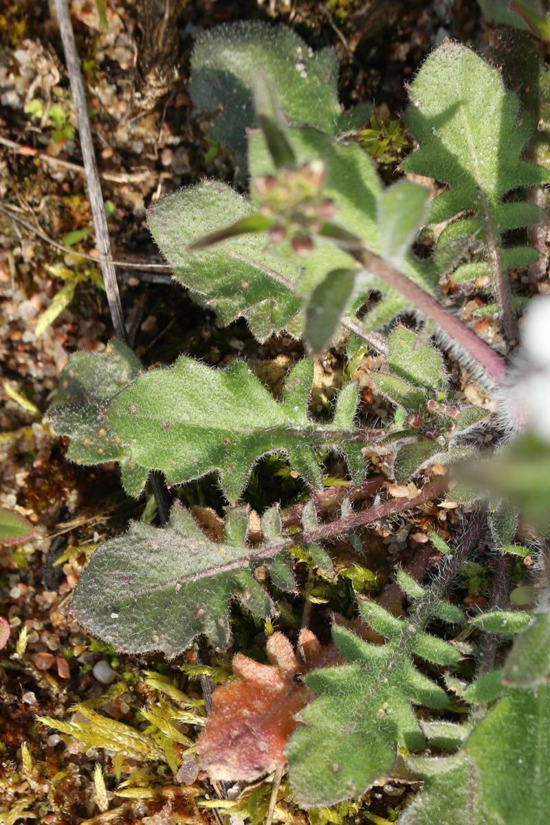 Изображение особи Arabidopsis arenosa.