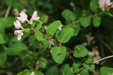 Lonicera tatarica. Часть ветви с соцветиями и соплодиями с завязавшимися плодами. Приморский край, Спасский р-н, окр. ж.-д. ст. Кнорринг, обочина дороги. 01.06.2024.