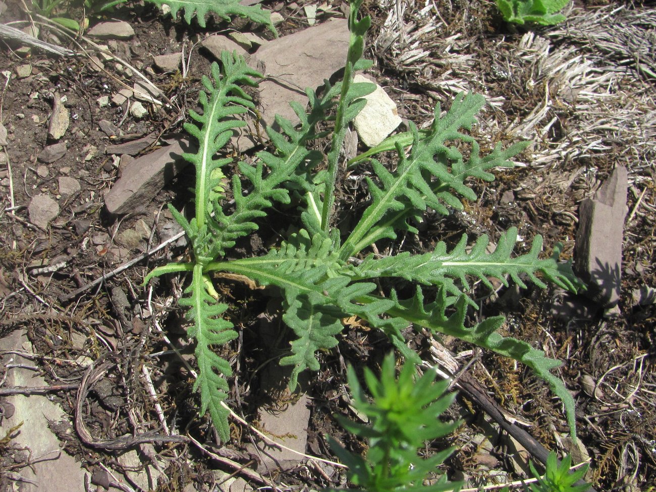 Image of Jurinea sosnowskyi specimen.