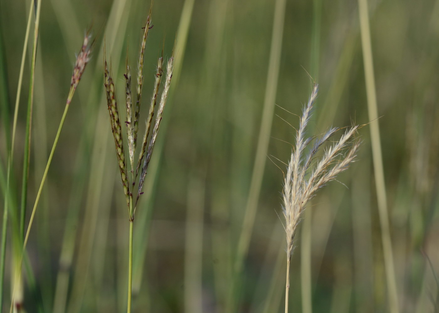 Image of Bothriochloa ischaemum specimen.