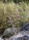 Allium sacculiferum