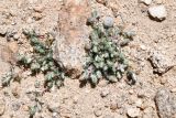 Polygonum molliiforme. Цветущее растение. Таджикистан, Горно-Бадахшанская автономная обл., Мургабский р-н, Южно-Аличурский хр., дол. оз. Чукуркуль, выс. ≈ 3952 м н.у.м., каменистые склоны с гранитным мелкозёмом. 3 июля 2024 г.