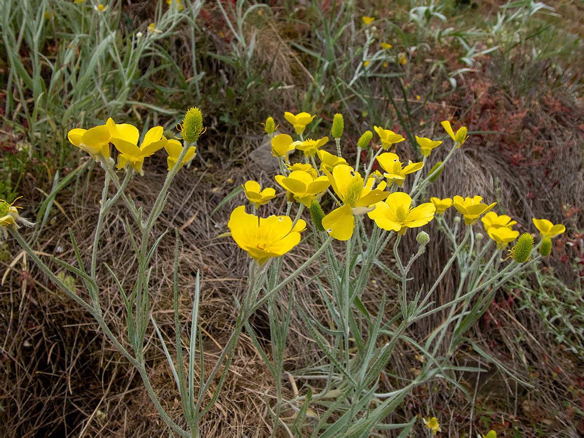 Image of Ranunculus illyricus specimen.