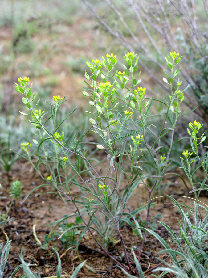 Image of Meniocus linifolius specimen.