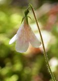 Linnaea borealis