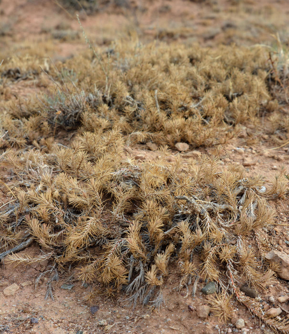 Image of Polycnemum perenne specimen.