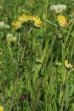 Anthyllis vulneraria