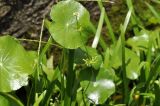 genus Hydrocotyle