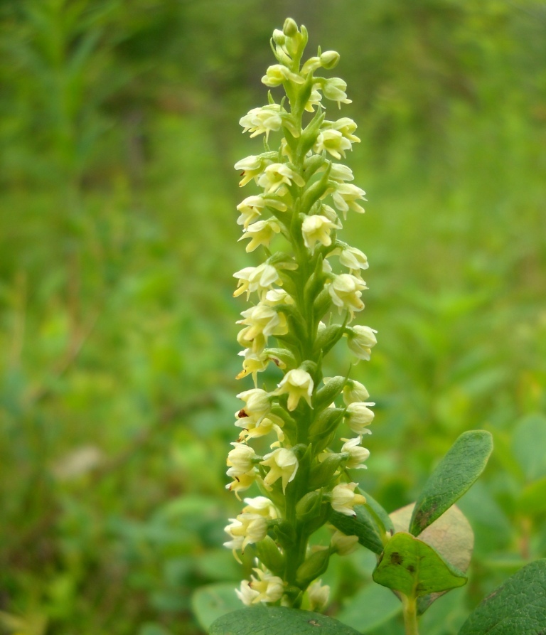 Изображение особи Pseudorchis albida.