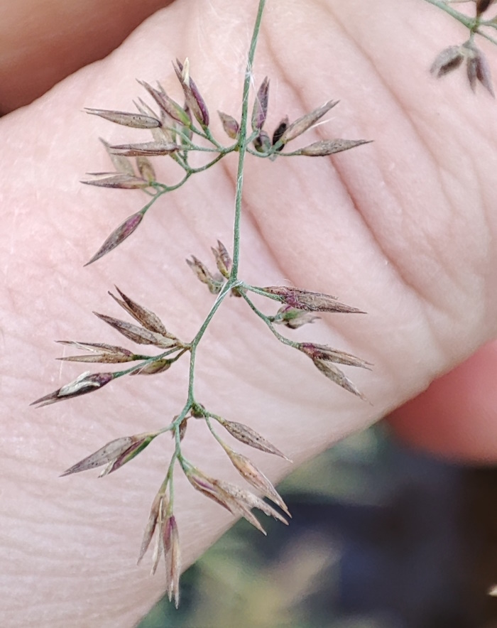Изображение особи Calamagrostis purpurea.