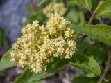 Sambucus racemosa