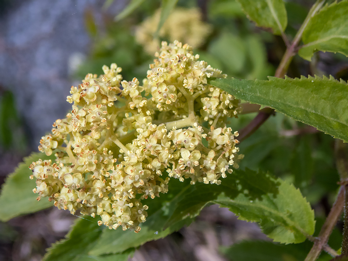 Изображение особи Sambucus racemosa.