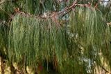 Pinus patula. Верхушка ветви с микростробилами. Краснодарский край, Сочи, Хостинский р-н, парк \"Дендрарий\", в культуре. 13.03.2025.