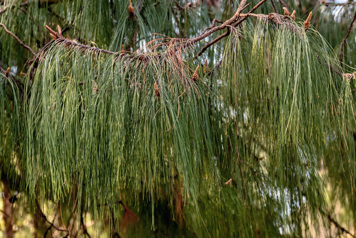 Изображение особи Pinus patula.