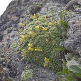 Draba bryoides