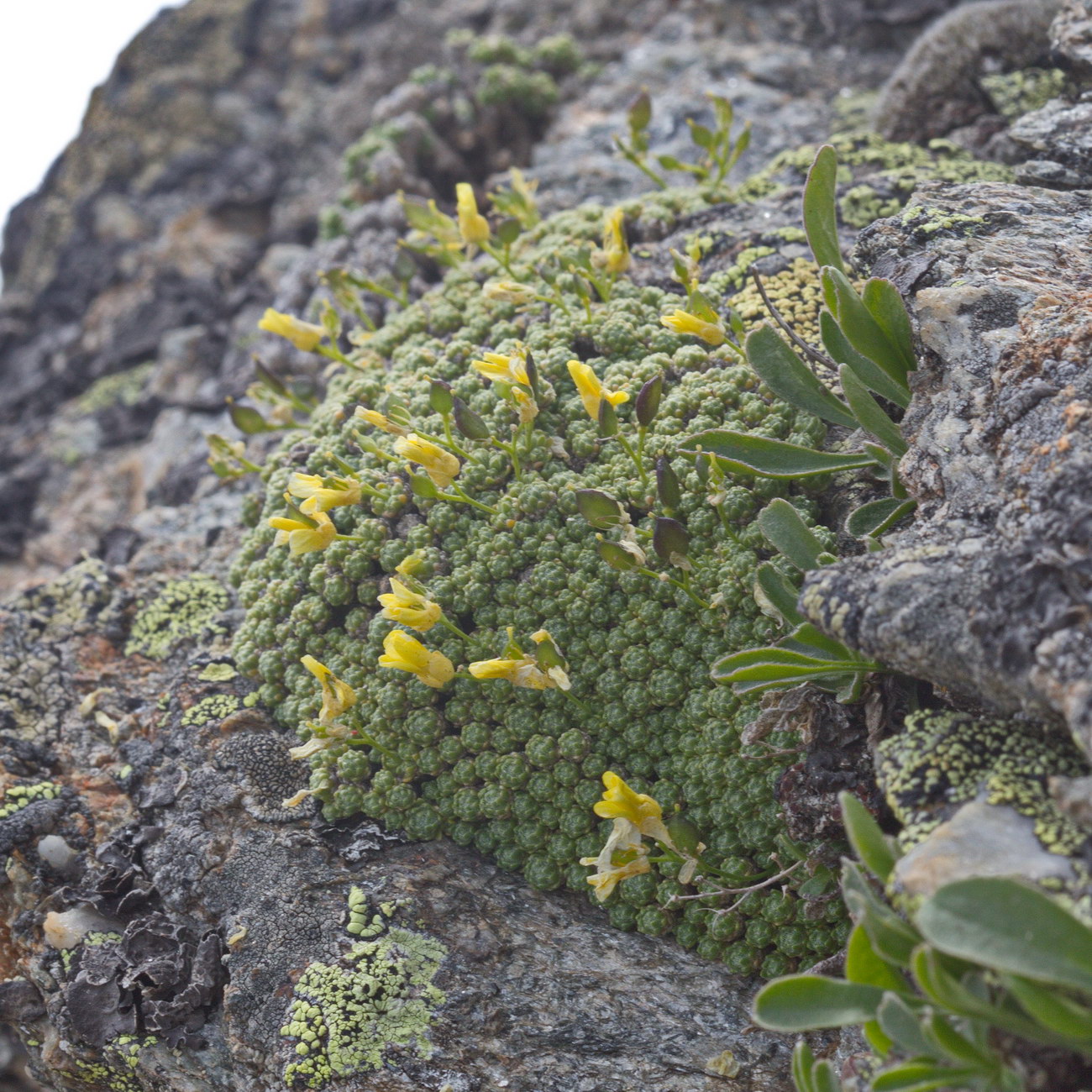 Изображение особи Draba bryoides.