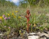 Orobanche alba подвид xanthostigma. Цветущее растение. Краснодарский край, Крымский р-н, окр. станицы Неберджаевская, дол. р. Липки, пушистодубово-грабинниковый лес, скальное обнажение на месте старого заросшего карьера. 12.05.2025.