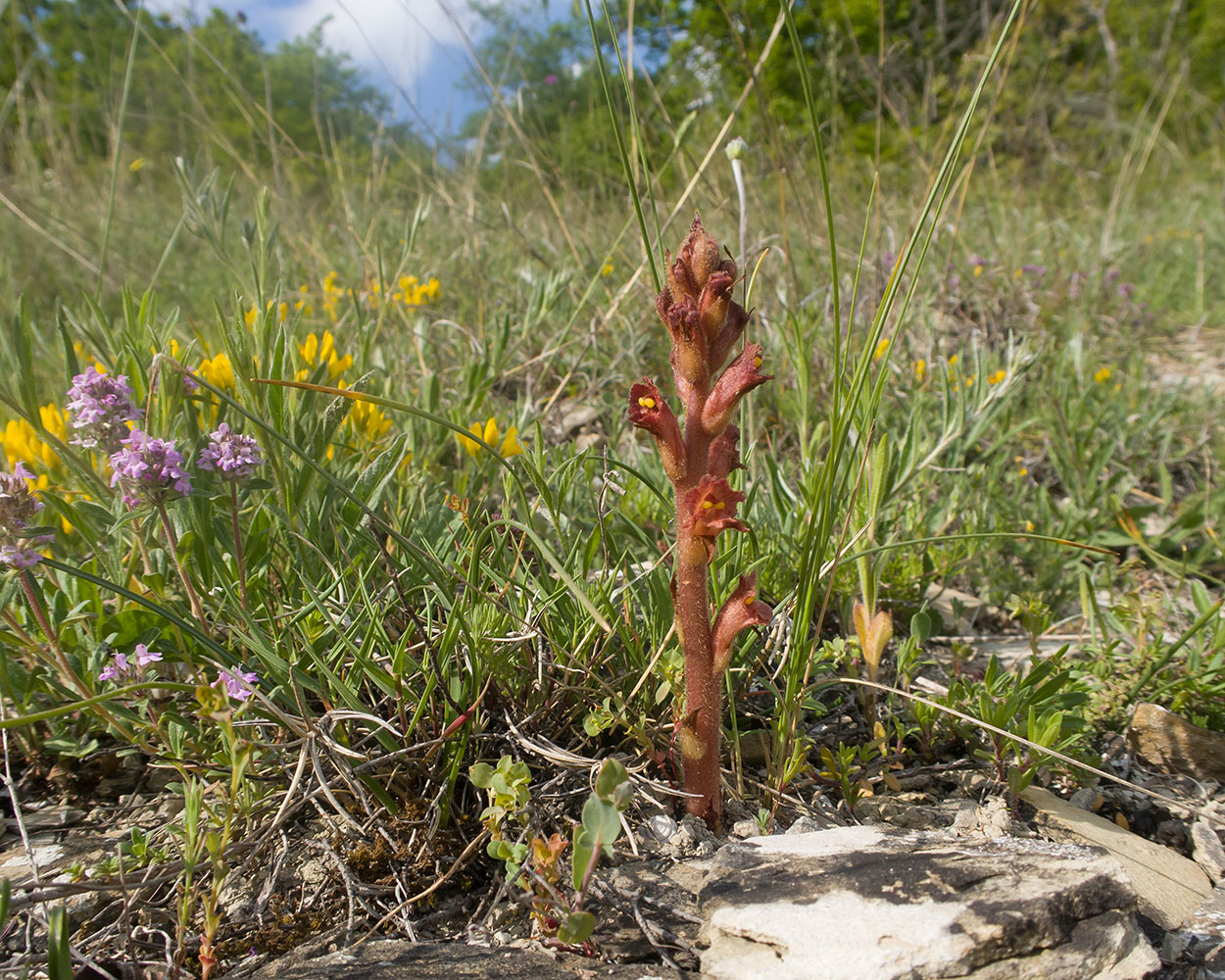 Image of Orobanche alba ssp. xanthostigma specimen.