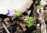 Campanula erinus. Цветок и завязь. Турция, пров. Мугла, р-н Даламан, округ Капукаргын, п-ов Капыдаг, бухта Явансу (Yavansu Koyu), берег Средиземного моря, поляна в оливковой роще. 05.05.2025.